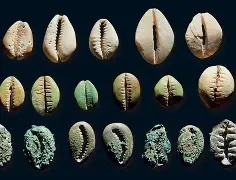 贝林厄姆年薪TOP10球迷热议(多特为小贝林厄姆提供350万欧年薪)|红黑大战官网